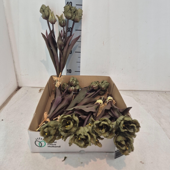 <h4>HUIS EN TUINDECO H%</h4>