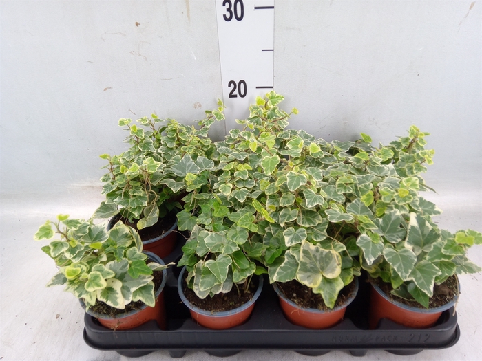 <h4>Hedera helix 'White Wonder'</h4>