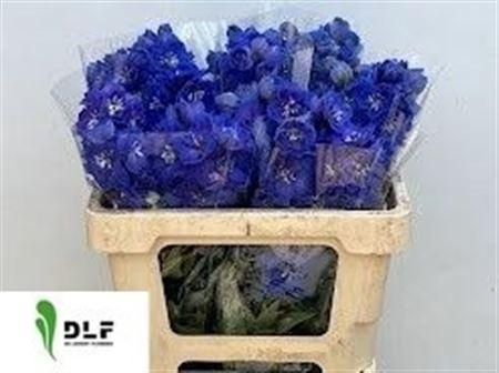 <h4>DELPH DU DELP MORNIN</h4>