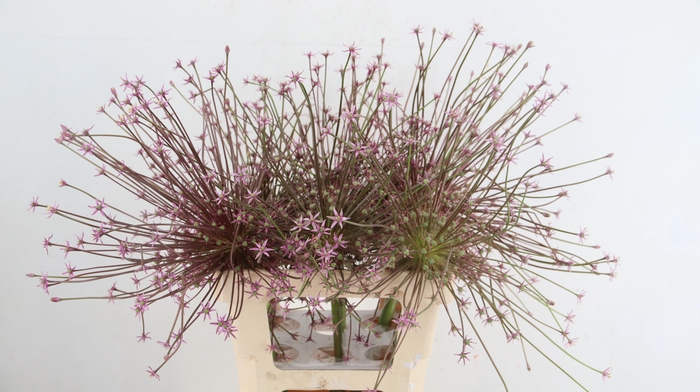 <h4>ALLIUM SCHUBERTII</h4>