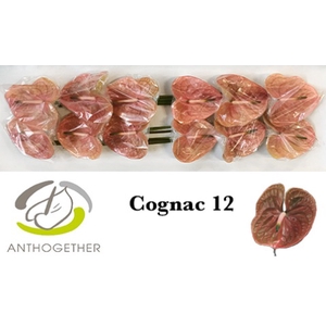 Anthurium Cognac