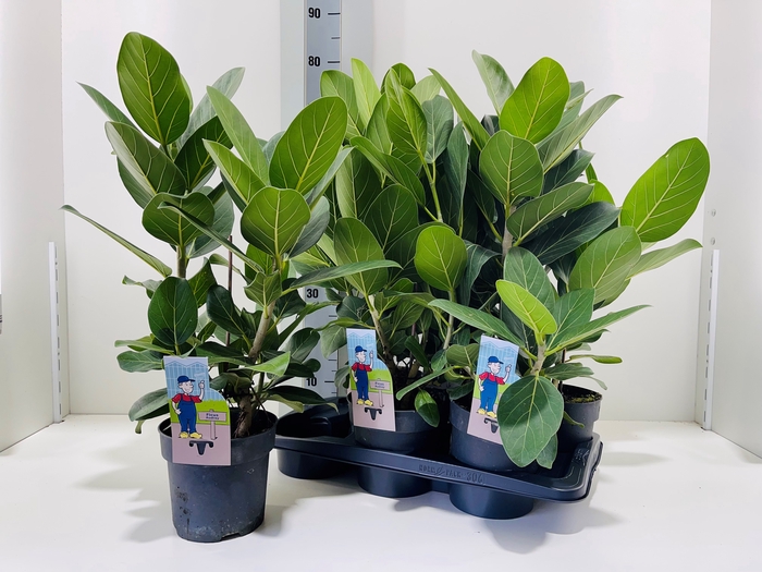 <h4>FICUS BENG AUDREY</h4>