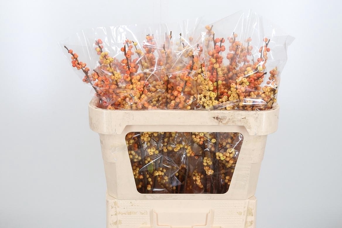 <h4>Ilex Ve Ilexia Julia</h4>