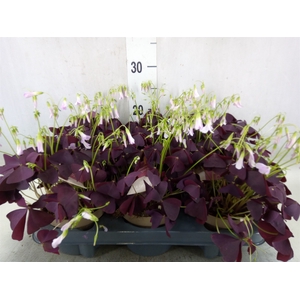Oxalis trian. 'Mijke'