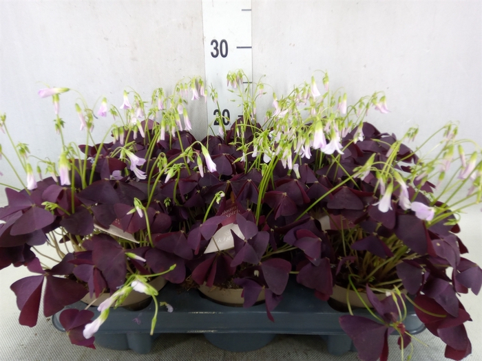 <h4>Oxalis trian. 'Mijke'</h4>