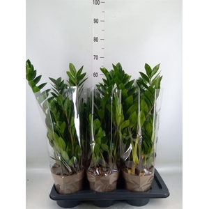 Zamioculcas zamiifolia