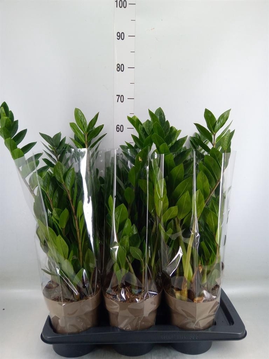 <h4>Zamioculcas zamiifolia</h4>