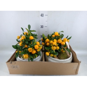 Arr.   Tuinplanten H%