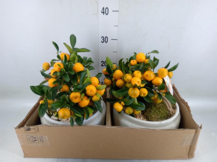 <h4>Arr.   Tuinplanten H%</h4>