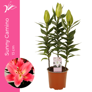 Lilium Sunny Camino 13 cm (or. lelie)