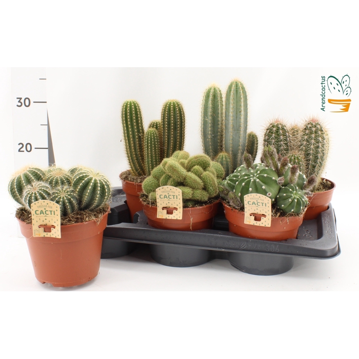 <h4>CACTUS GEM</h4>