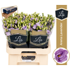 EUS G ARENA LAVENDER
