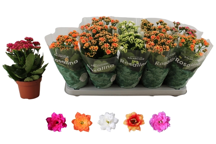 <h4>KAL GE RO GEM 5 KL</h4>