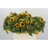 Helianthus Orange Fire