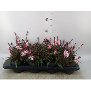 Gaura lindheimeri   ...