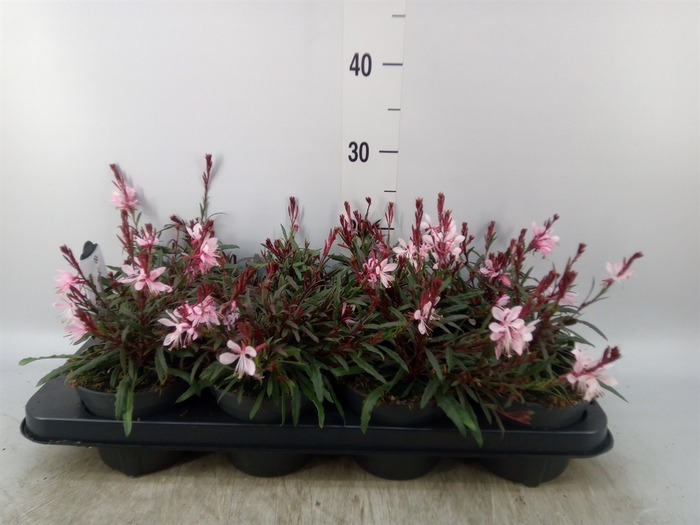 <h4>Gaura lindheimeri   ...</h4>