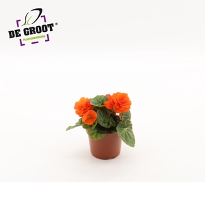Begonia tuberhybride (Orange)