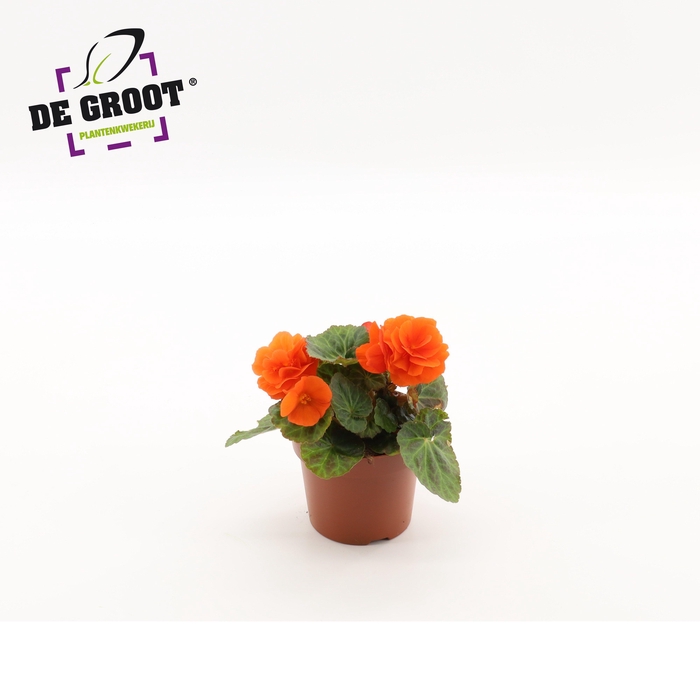 <h4>Begonia tuberhybride (Orange)</h4>