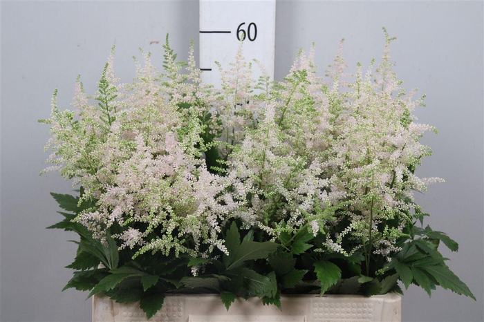 <h4>Astil Ja Europa</h4>