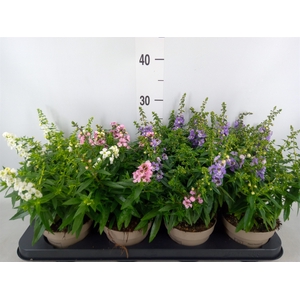 Angelonia   ...