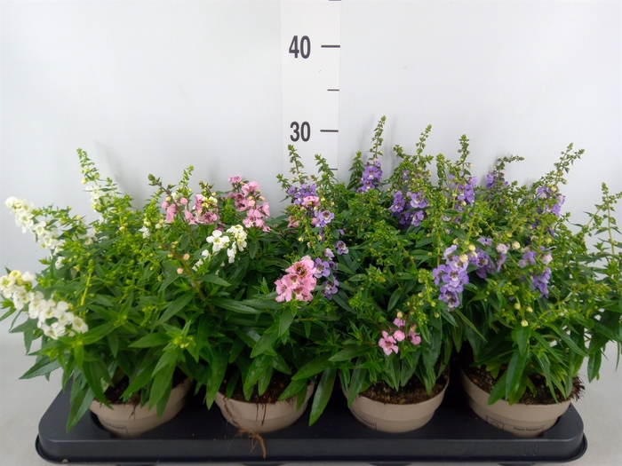 <h4>Angelonia   ...</h4>