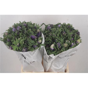 Anemone Mistral Azzurr Pale Blue