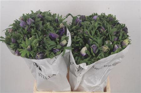 <h4>Anemone Mistral Azzurr Pale Blue</h4>