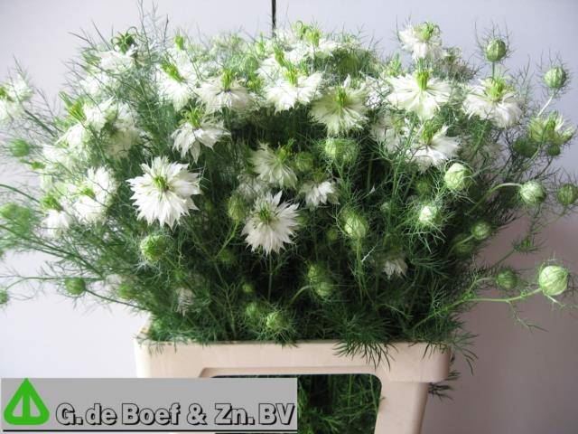 <h4>NIGELLA D OVERIG WIT</h4>