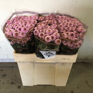 CHR S AAA DORIA PINK
