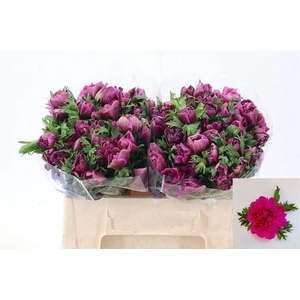 Anemone Fullstar Bright Rose