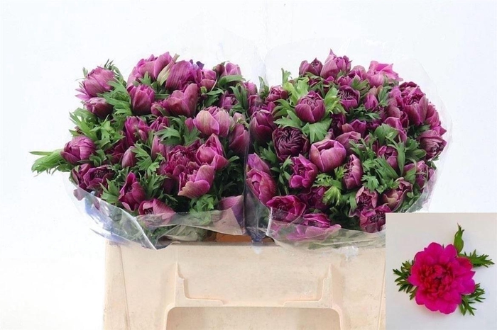 Anemone Fullstar Bright Rose