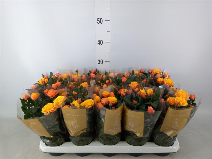 <h4>Rosa  'Firebird Kordana Grande'</h4>