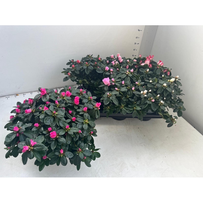 <h4>RHODO SI GEM</h4>