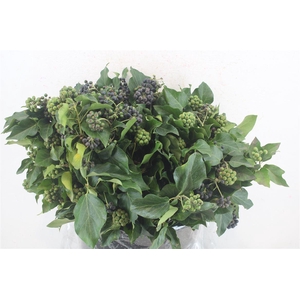 Hedera Berry 300gr P Bunch