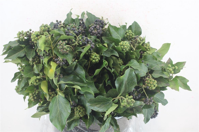 <h4>Hedera Berry 300gr P Bunch</h4>