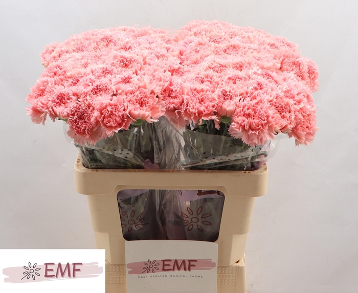 <h4>DI ST BIG ONE</h4>