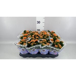 Kalanchoe blos. 'Perfecta Orange'