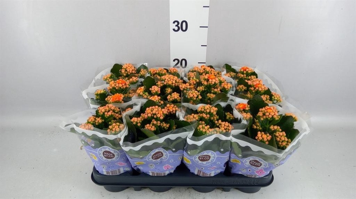 <h4>Kalanchoe blos. 'Perfecta Orange'</h4>
