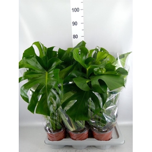 Monstera delic.