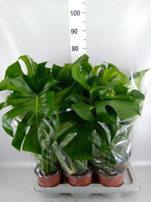 <h4>Monstera delic.</h4>