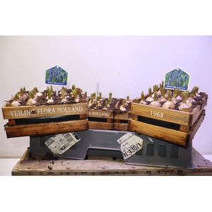 arr8 Arr Muscari In Houten Kistje