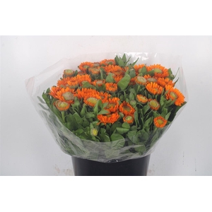 Calendula Oranje
