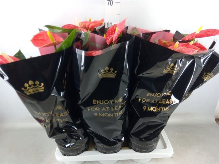 <h4>Anthurium andr. 'Dakota'</h4>