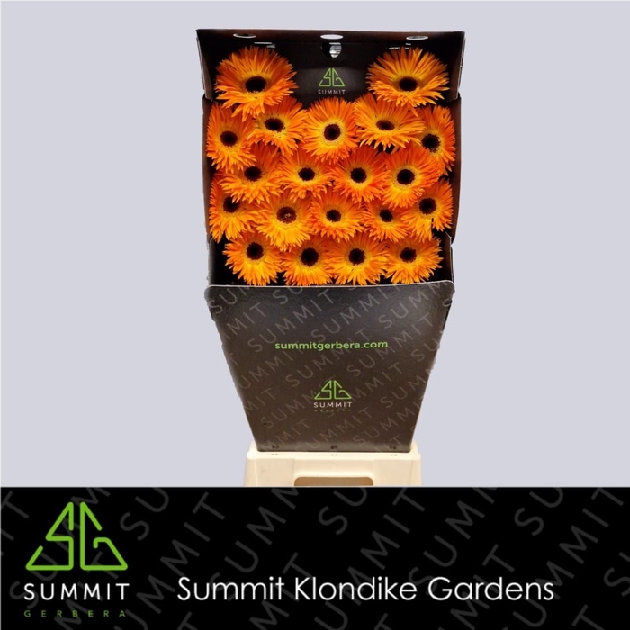 <h4>Ge Mi Spider Leroy Diamond Summit</h4>