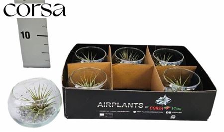 <h4>Arr Tillandsia</h4>