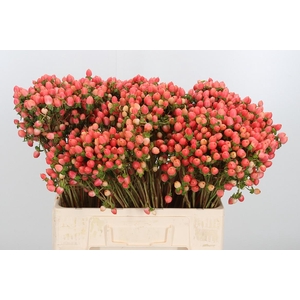 Hyp Mag Roy Princess