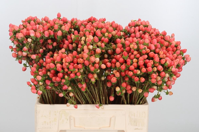 <h4>Hyp Mag Roy Princess</h4>