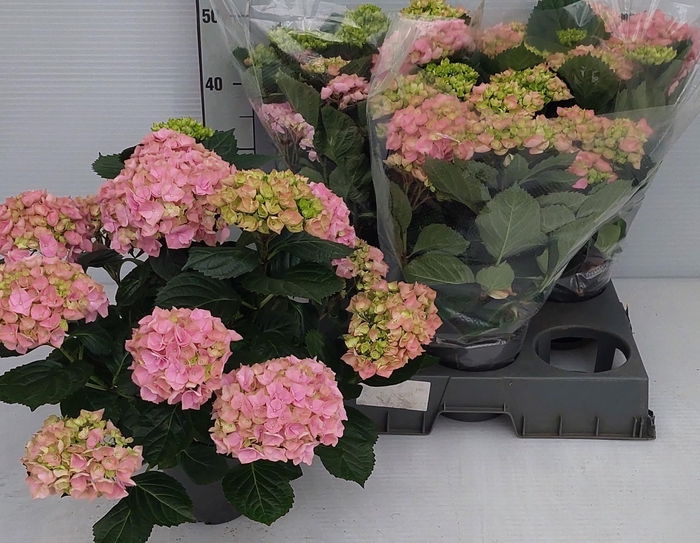 <h4>HYDR M HI RIVER</h4>