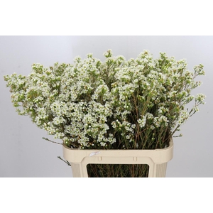 Chamelaucium Dawn Pearl