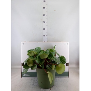 Peperomia argyreia